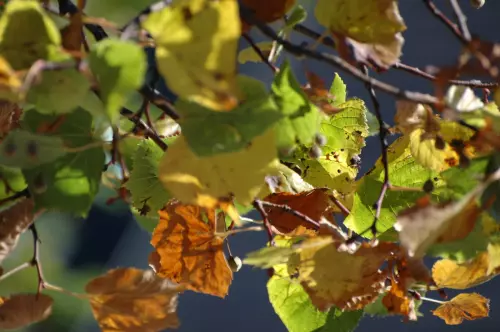 Blätter im Herbst