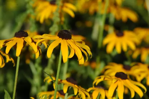 Blumen