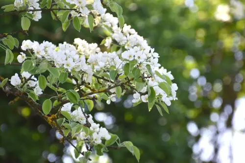 Blüten im Frühling