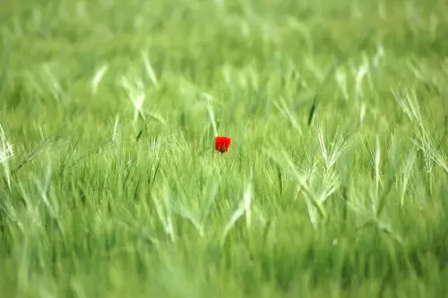 Mohnblume im Getreidefeld