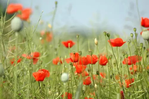 Mohnblumen