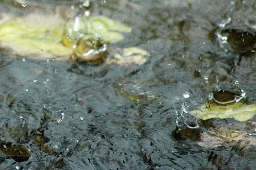 Regentropfen im Teich