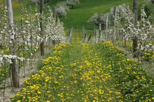 Apfelblüte in Scharten