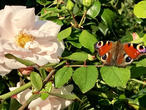 Tagpfauenauge (Schmetterling) neben blühender Rose in unserem Garten