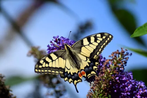 Schwalbenschwanz (Schmetterling) in unserem Garten