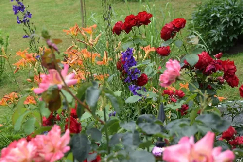 Blühende Blumen in unserem Garten