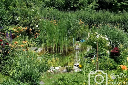 Biotop in unserem Garten