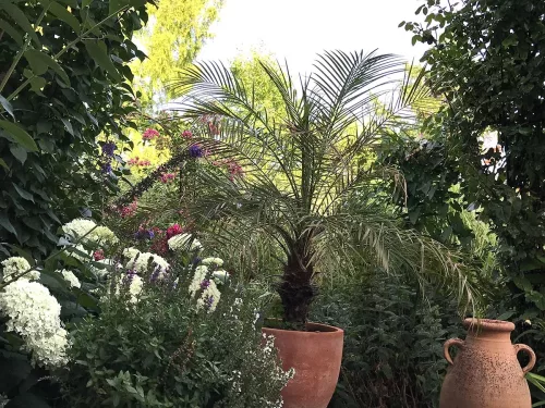 Kleine Palme in unserem Garten