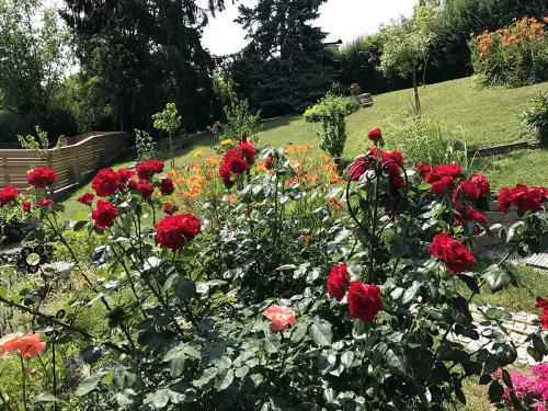 Rote Rosen in unserem Garten