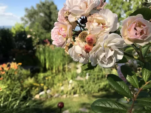 Apricot Rosen in unserem Garten