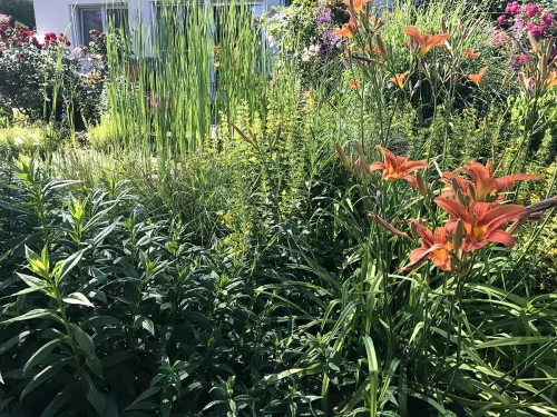 Taglilien in unserem Garten