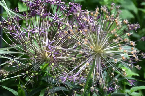 Lauchgewächs in unserem Garten
