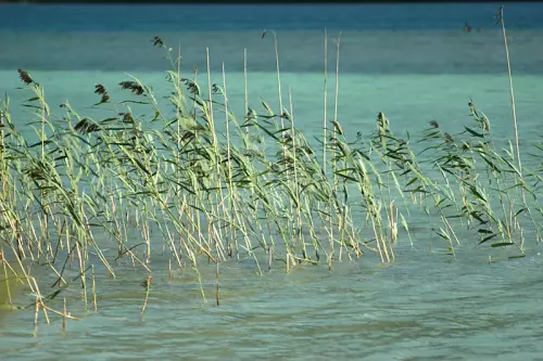 Schilf im See