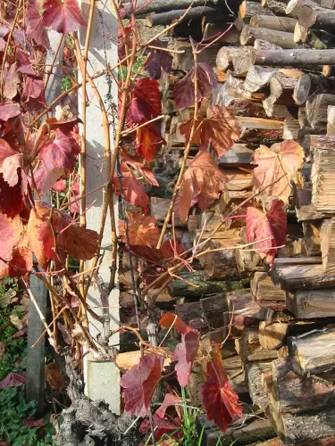 Wein