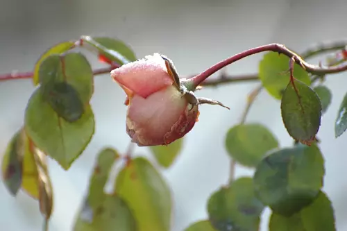 Winterrose